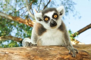 kelionės į Madagaskarą